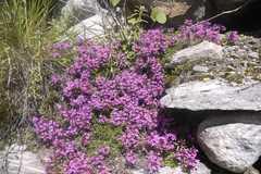 Thymus linearis